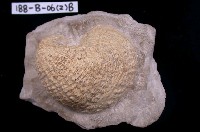 藏品(雙殼類)的圖片